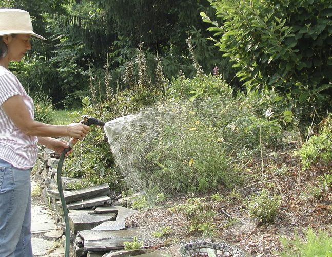 Soak or Drip? Watering Advice For the Hot Season